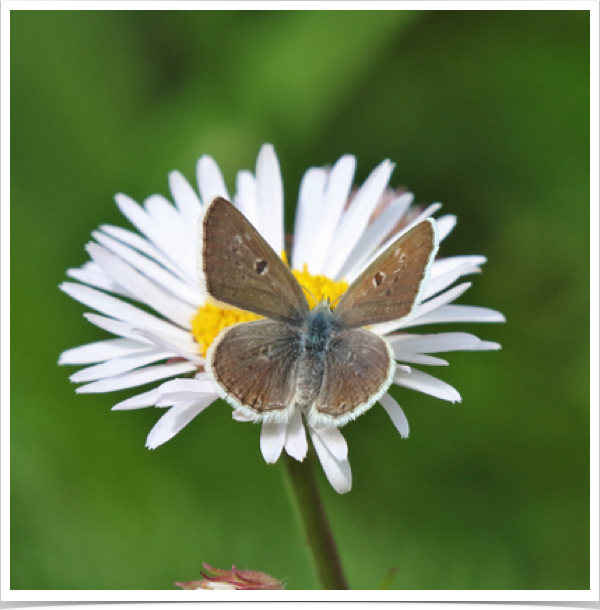 Boisduval's Blue